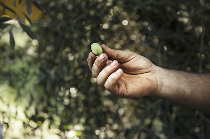 Olive e olio: tipicità del territorio Piceno che vanno valorizzate. Facciamolo con una Olive Experience!