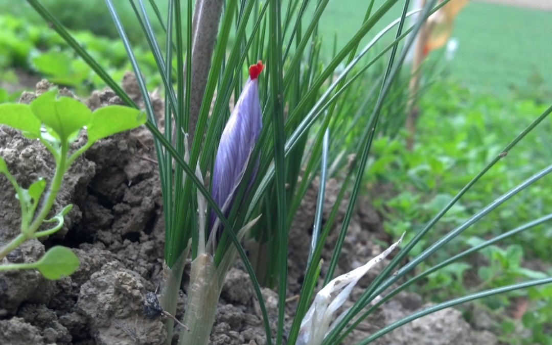 Discovering Piceno’s saffron: an ancient tradition